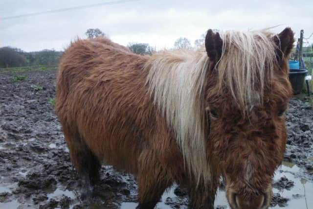 When RSPCA inspector Jo Story was called to visit the pony, she found her stuck in a pool of deep mud, underweight and desperately hungry. Tink, originally from Dorset, had been kept alone and ignored - away from other ponies