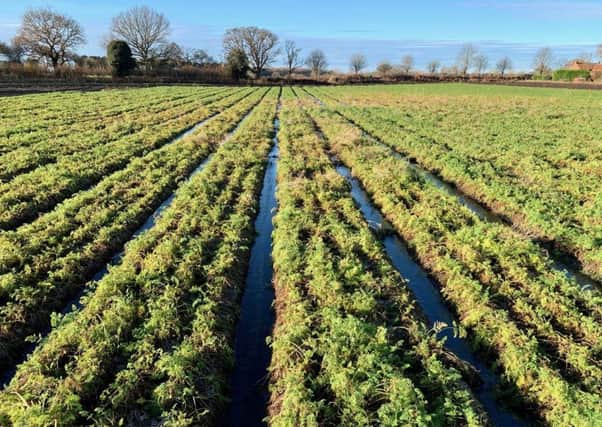 British-grown supplies of carrots - the UKs favourite vegetable - are at risk of running low next spring after the recent heavy floods, growers warned this week