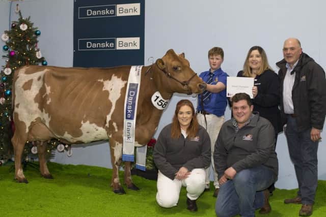 The Champion Ayrshire at the Royal Ulster Winter Fair was won by the McLean family from Bushmills.  Iain, Ellie & Matthew McLean and handler, Tom McKnight, are pictured receiving the awards from Carol McMullan, Agribusiness Manager, Danske Bank, Ballymena.