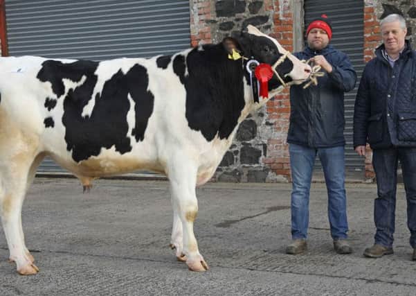 Simon Haffey Portadown, exhibited the reserve champion Glasson Salvo, sold for a top price of 3,200gns at Holstein NIâ¬"s December bull sale at Kilrea Mart. Included is judge Wilson Patton, Newtownards. Picture: John McIlrath