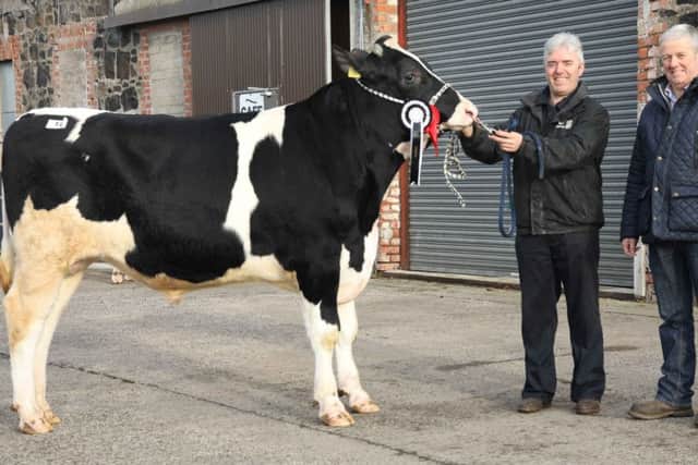 Supreme champion at Holstein NIâ¬"s December bull sale at Kilrea was Prehen Fowler bred by Stuart Smith, Londonderry. Adding his congratulations is judge Wilson Patton, Newtownards. Picture: John Mcilrath
