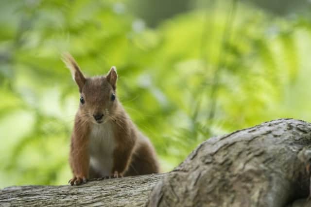 A red squirrel on Brownsea Island, Poole Harbour, Dorset