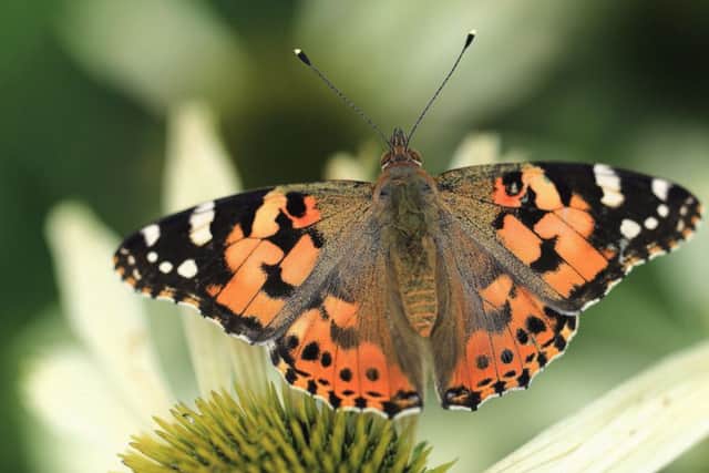 Painted lady butterfly at Quarry Bank Mill, Cheshire