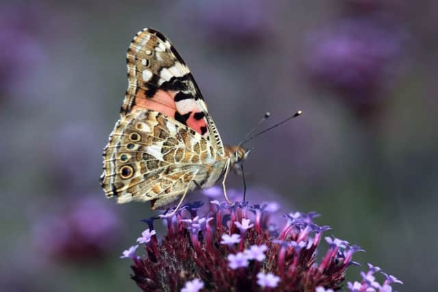 Painted lady butterfly in the garden at Quarry Bank Mill, Cheshire