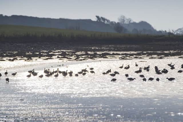 Flock of brent geese at Strangford Lough, County Down