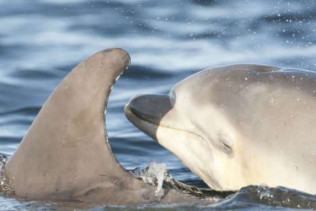 Bottlenose dolphin calf Moray Firth, Scotland. Picture John MacPherson2020VISION