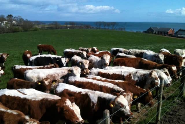 Beechmount Herd of Irish Moileds owned by Robert Boyle