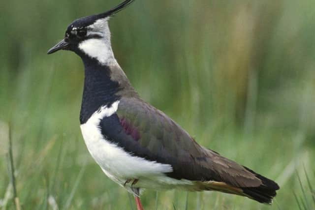Lapwing: Picture Andy Hay/rspb.images.com