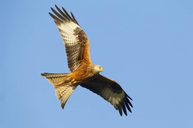 Red Kite. Picture: Ben Hall/rspb.images.com