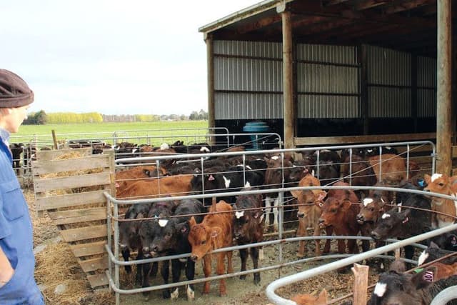 Calf Rearing Nz Back to basics with calf rearing in New Zealand