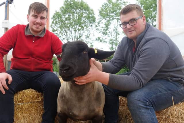 Brothers Cormac, left, and Colm McAleer from outside Galbally, County Tyrone, are aiming for a top prize in one of the livestock competitions