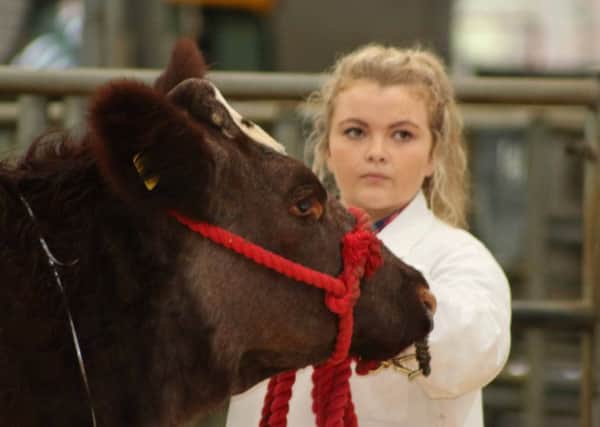 Concentration: a young handler focuses on the judge.