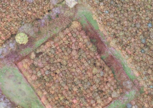Image taken by AFBI UAV of an experimental forestry trial.