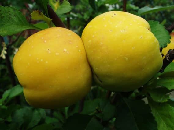 A Generic photo of twin Quince fruit. See PA Feature  GARDENING Column. PA Photo/Generic

 WARNING: This picture must only be used to accompany PA Feature   GARDENING Column.