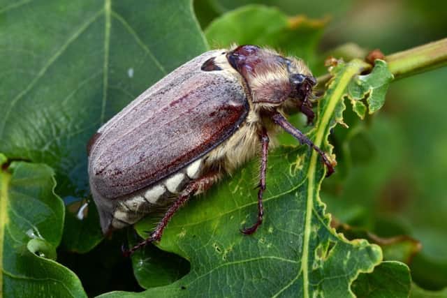 Forest Chafer