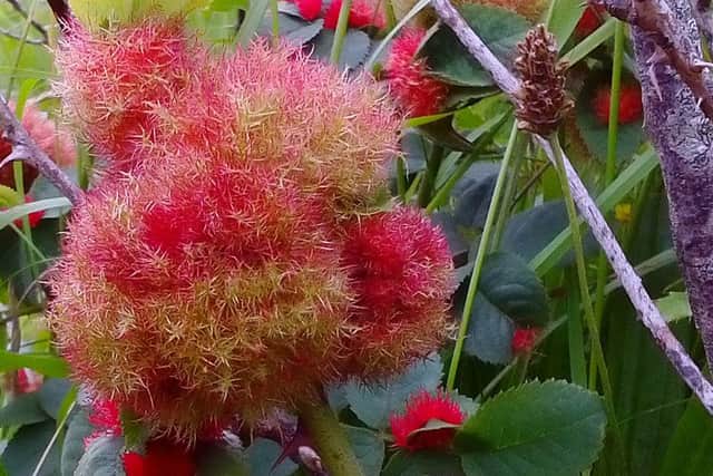 Robin's pin cushion gall (third record in Northern Ireland)