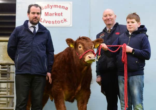 Conor McNeill representing sponsor Ulster Bank Limited with NI Limousin Club chairman Henry Savage and young breeder Michael Loughran, Dunamore, Cookstown, at the recent Ballymena sale of unhaltered and haltered females