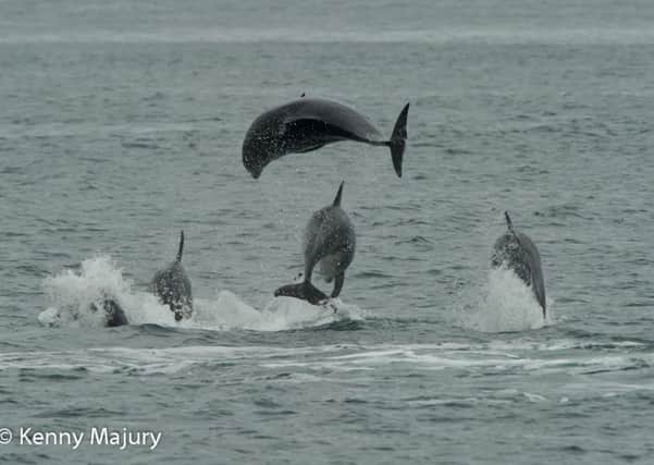 Bottlenose dolphin encounter, County Antrim.  Photo credit Kenny Majury