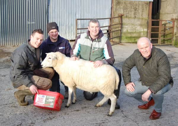 Crystalyx's David Morgan (right) out on a farm with members of the Woods' family from Hilltown in Co Down