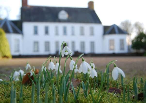 Snowdrops in bloom at Springhill in Co Londonderry