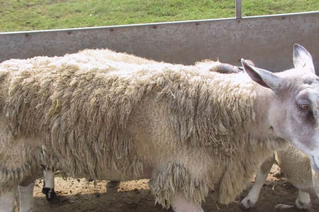 Sheep suffering from sheep scab