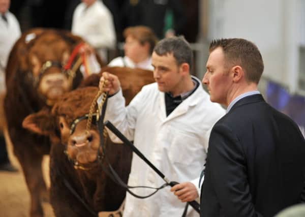 Judge James Hazard casts his eye over the entries in today's Limousin show