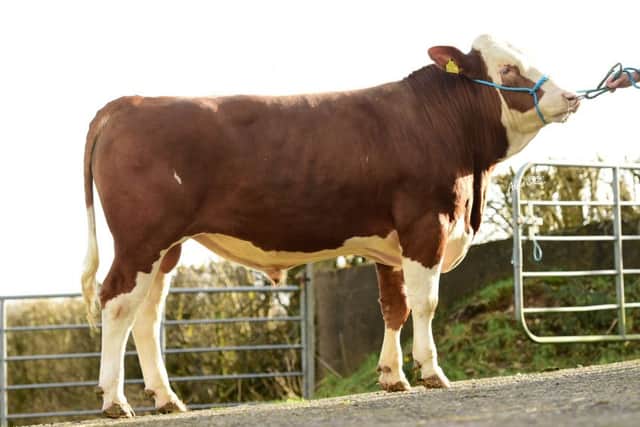 Fleckvieh offer many advantages to dairy farmers including high quality milk production, longevity and a superior calf. S.Q Fleckvieh will offer fivr bulls and 3 in calf heifers at the Balmoral Bull Sales on 23rd February.