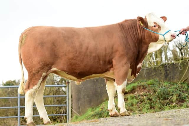 Wattonas is the first of five Fleckvieh bulls to come under the hammer at the Balmoral Bull Sales
