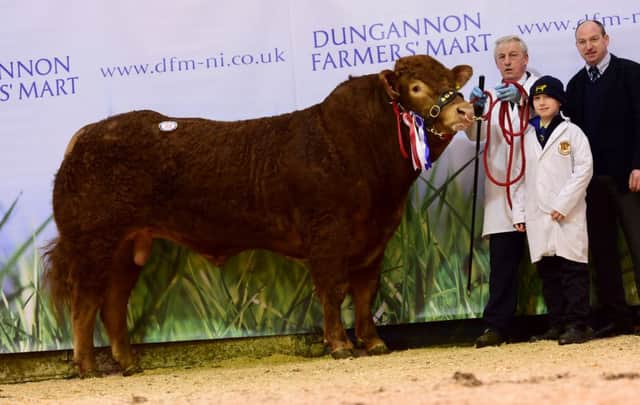 Overall supreme champion Pointhouse Jockey bred by Michael and Kile Diamond, Garvagh 3,800gns