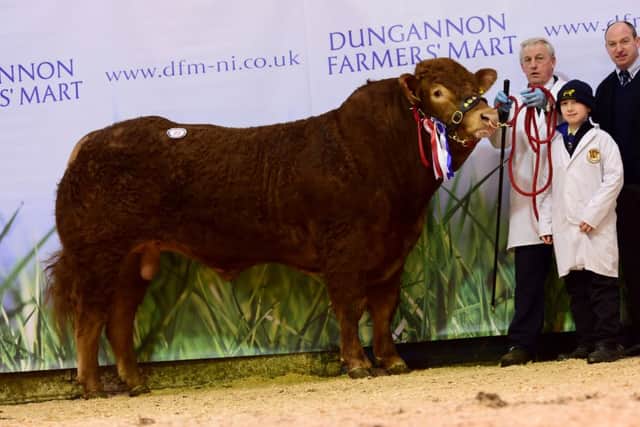 Overall supreme champion Pointhouse Jockey bred by Michael and Kile Diamond, Garvagh 3,800gns