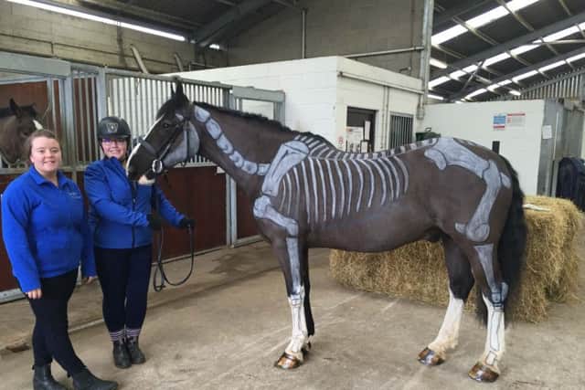 First year Level 3 Extended Diploma in Horse Management students Sarah McDowell, Dundrod and Ruby Nugent, Kilkeel with their painted horse showing what students have learnt during their Animal Biology class at the recent parents day at Enniskillen Campus.