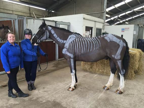 First year Level 3 Extended Diploma in Horse Management students Sarah McDowell, Dundrod and Ruby Nugent, Kilkeel with their painted horse showing what students have learnt during their Animal Biology class at the recent parents day at Enniskillen Campus.