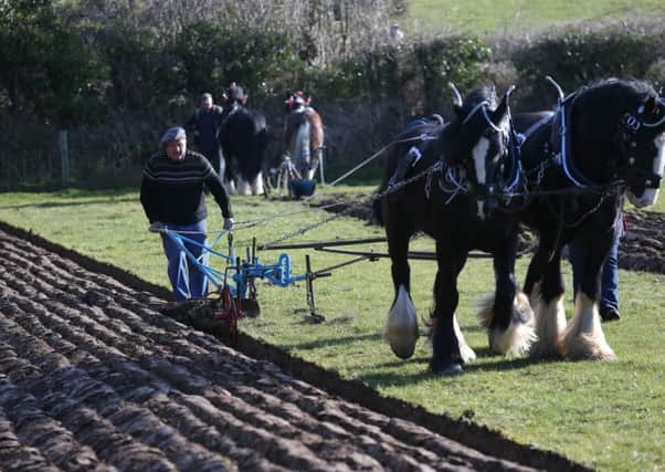 Horse Ploughing and Country Skills Day at the Ulster Folk & Transport Museum