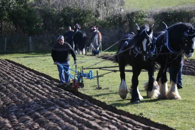 Horse Ploughing and Country Skills Day at the Ulster Folk & Transport Museum