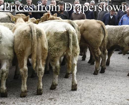 Judges look over the enteries at Draperstown Mart.PICTURE KEVIN MCAULEY PHOTOGRAPHY MULTIMEDIA