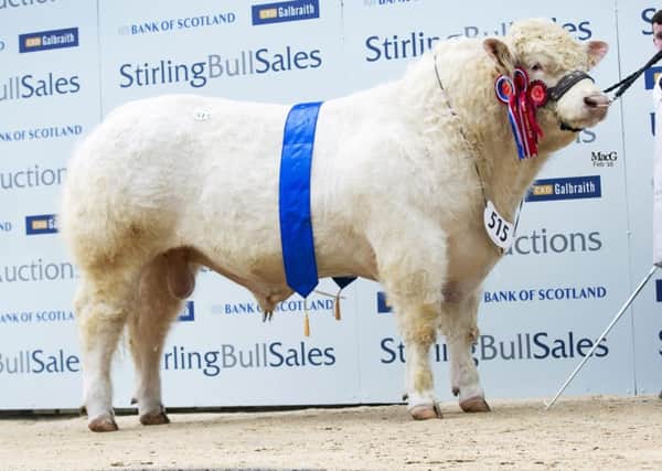 Newhouse Jupitur 16,000gns Junior Champion