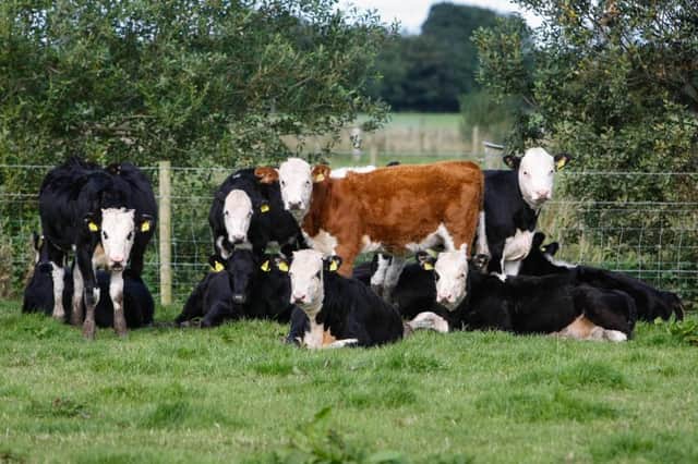 Hereford sired calves out of dairy cows arrive at Brownlee Farms aged 12 weeks weighing around 120kg. This batch on the farm from early summer 2015 had a DWLG of 1.2kg on 2.5kg meal by mid September. Photograph: Columba O'Hare