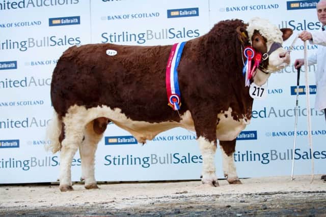 Topping the Simmental sale at 22,000gns was the intermediate and reserve supreme champion Kilbride Farm Foreman bred by WH Robson and Sons, Doagh. Picture: MacGregor Photography