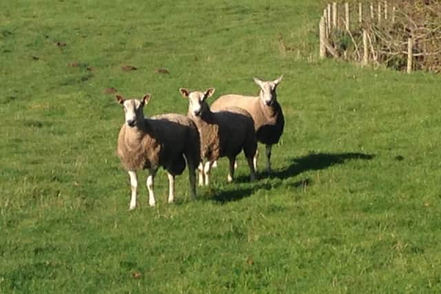 Sheep on Sam Taylor's farm in Wales
