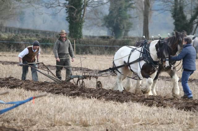 Horse teams in action at the 101st Mullahead Ploughing Match held on Saturday at the Moyallan Estate Portadown Co Armagh. Picture STEVEN MCAULEY/MCAULEY MULTIMEDIA