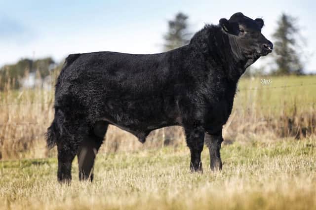 11 month old Aberdeen-Angus bull, Deveron Lookout R504, sold in a private deal for Â£15,000 to Oliver and Claire Russell, Ballindalloch Home Farm, Banffshire.
