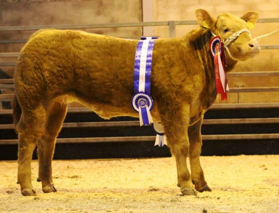 D&R Simpson with 'Penny Chew' received the Reserve Supreme Champion, sponsored by Eamon Mc Garry Grooming Services.