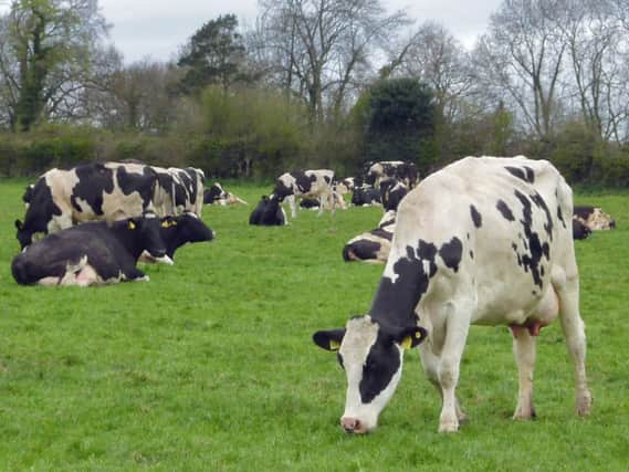 Turn cows out to grass as soon as possible