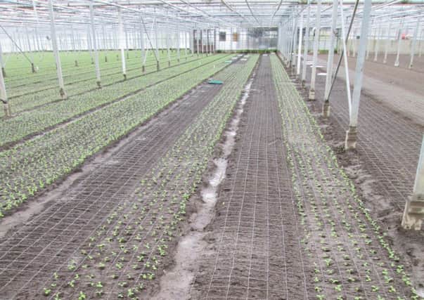 Planting scented stock from modules in well prepared greenhouse soil