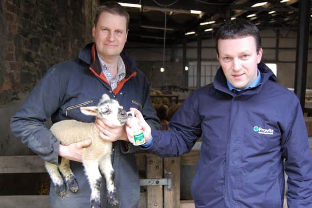 John Martin, from Gordonall Farm, discusses the potential for an exceptionally high lambing percentage this year with Provita's Tommy Armstrong while a newborn triplet lamb receives the recommended two shots of Jump Start