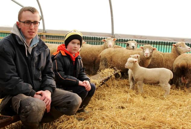 Daniel and Declan Higgins with their flock
