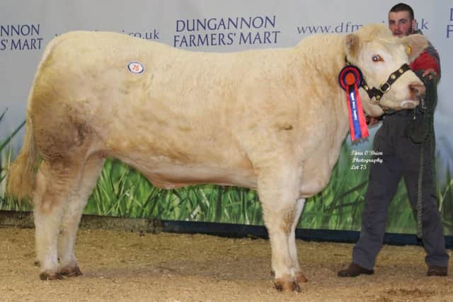 Reserve female champion Coolnaslee Janelle 2,500gns