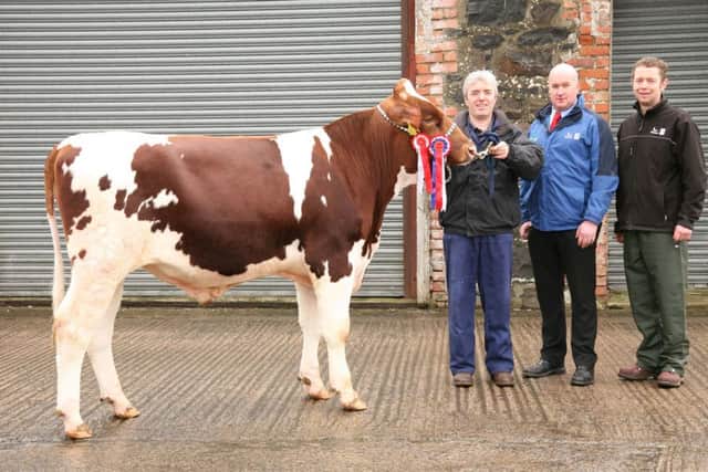 Champion at Holstein NI's Kilrea show and sale was Prehen Rupert Red which sold at 2,650gns for Stuart Smith, Londonderry. Included are Gareth Bell, Genus ABS, sponsor; and judge Kenny Watson, Macosquin. Picture: John McIlrath