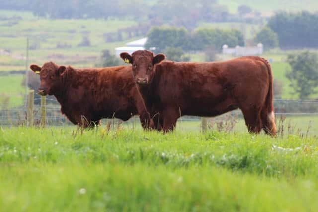 Commercial and cross-bred Beef Shorthorn cattle have been proving popular with dairy farmers. Commercial heifers pictured in Co Down.