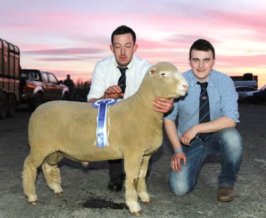The Spring Ram Sale Reserve Champion with breeder Ben Lamb and judge James Robson